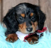 FarmerBoy, a male Miniature Dachshund for sale in Homer, GA – Photo 5 of 5