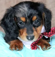 FarmerBoy, a male Miniature Dachshund for sale in Homer, GA – Photo 1 of 5