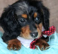FarmerBoy, a male Miniature Dachshund for sale in Homer, GA – Photo 2 of 5