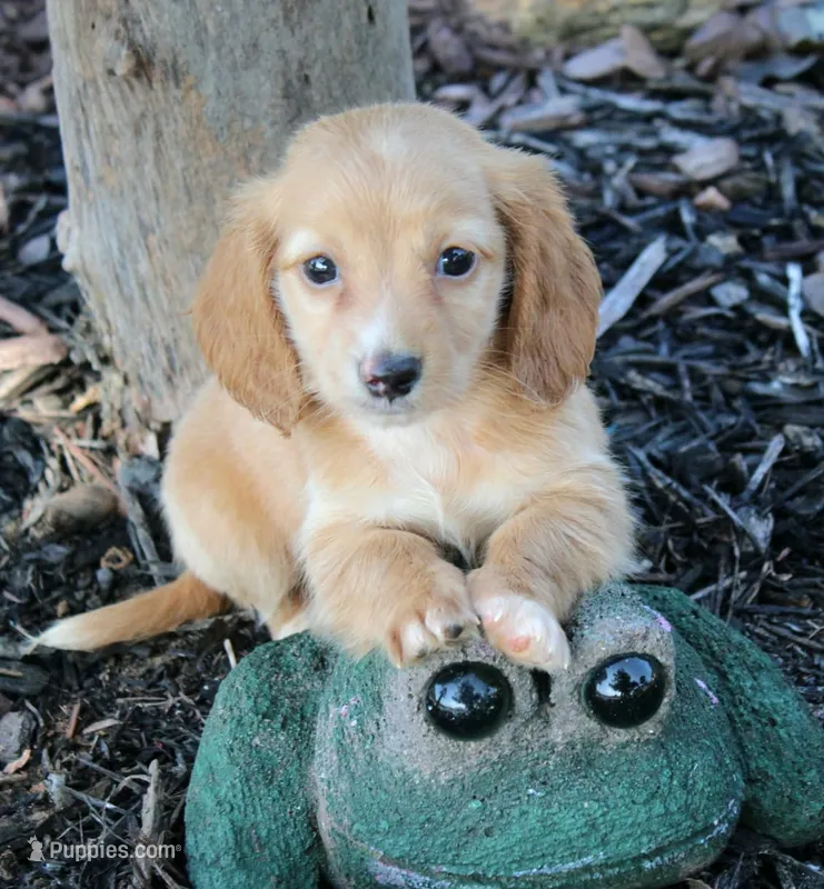 HOTDOG – Miniature Dachshund puppy for sale in Homer, GA