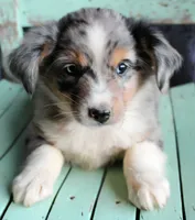 AppleFritters, a male Australian Shepherd for sale in Homer, GA – 4 of 4