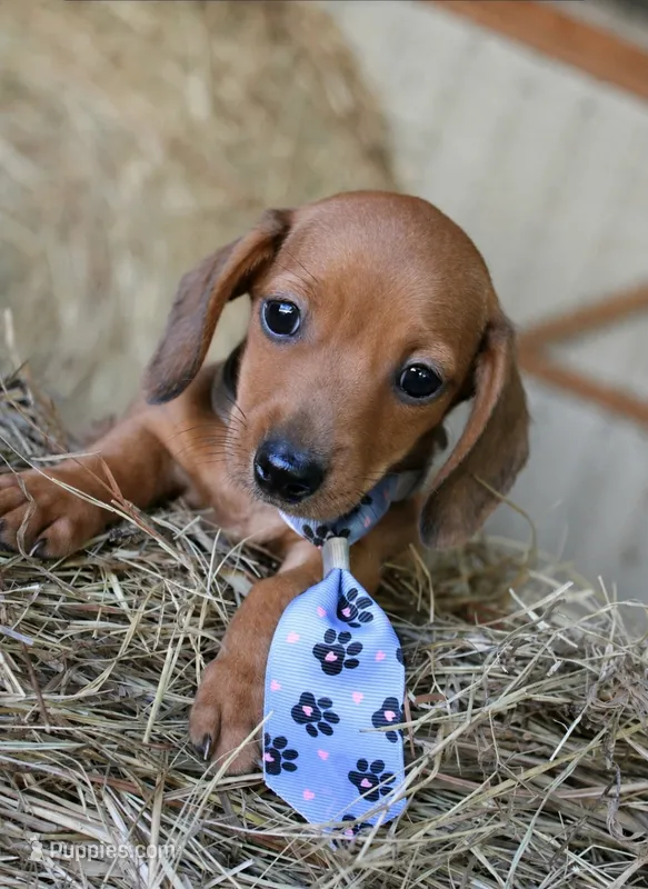 HOT DIGGITY DOG – Miniature Dachshund puppy for sale in Homer, GA