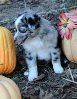 PunkinPie, a male Australian Shepherd for sale in Homer, GA – 2 of 3