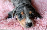 Minnie, a female Miniature Dachshund for sale in Homer, GA – 3 of 3