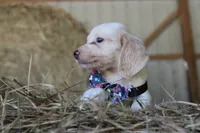 HOTDOG, a male Miniature Dachshund for sale in Homer, GA – 3 of 5
