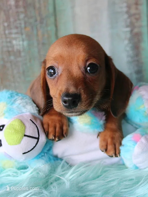 HOT DIGGITY DOG – Miniature Dachshund puppy for sale in Homer, GA