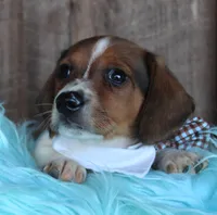 PlowBoy, a male Miniature Dachshund for sale in Homer, GA – Photo 4 of 5