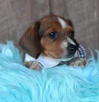 PlowBoy, a male Miniature Dachshund for sale in Homer, GA – Photo 3 of 5