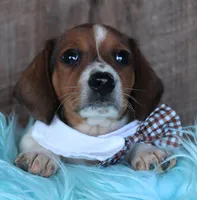 PlowBoy, a male Miniature Dachshund for sale in Homer, GA – Photo 5 of 5