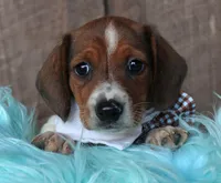 PlowBoy, a male Miniature Dachshund for sale in Homer, GA – Photo 2 of 5