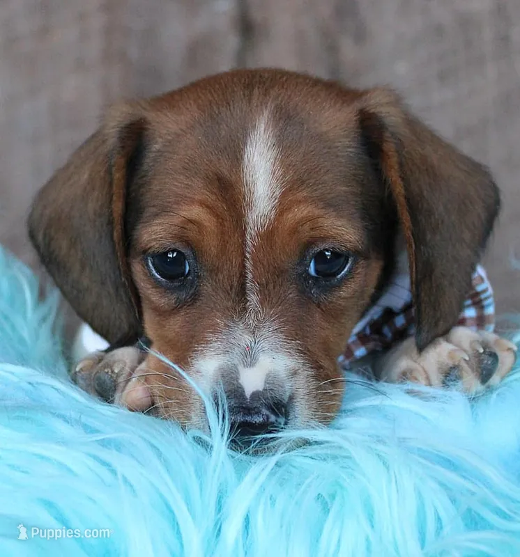 PlowBoy – Miniature Dachshund puppy for sale in Homer, GA