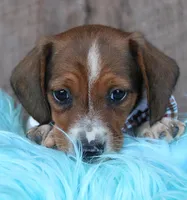 PlowBoy, a male Miniature Dachshund for sale in Homer, GA – Photo 1 of 5