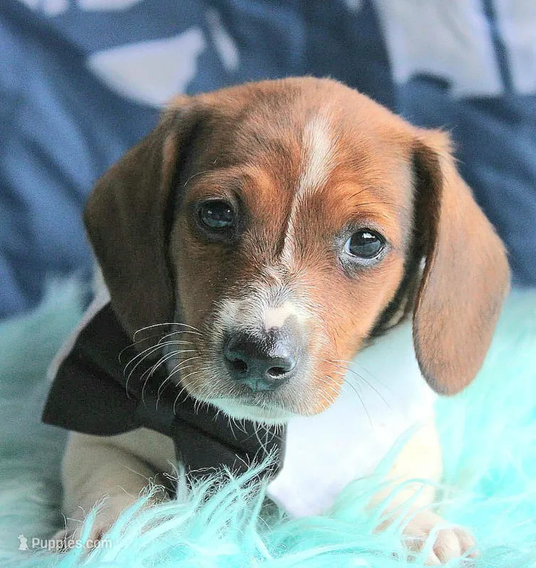 Mickey – Miniature Dachshund puppy for sale in Homer, GA