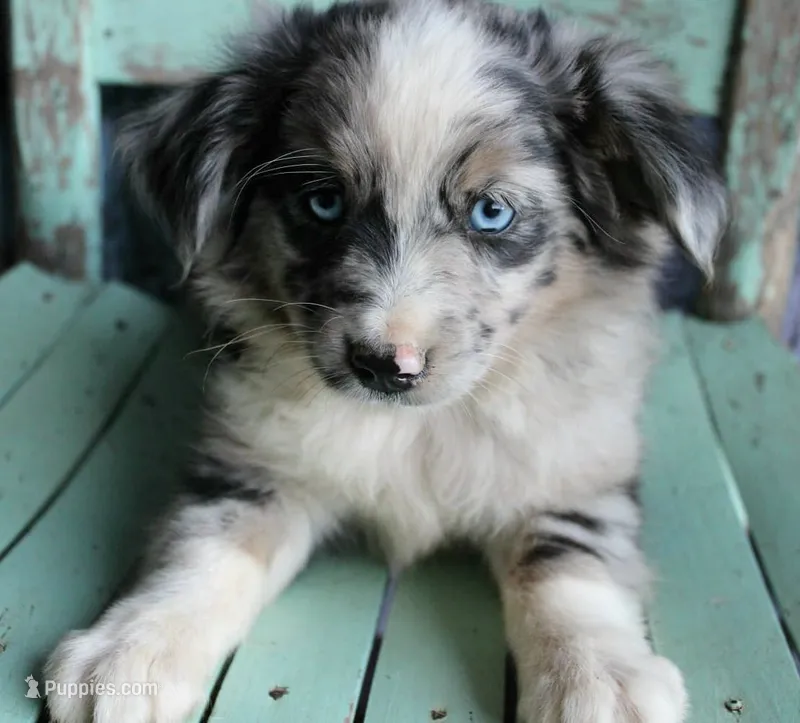 PunkinPie – Australian Shepherd puppy for sale in Homer, GA