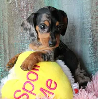 FullOfDreams, a female Miniature Dachshund for sale in Homer, GA – 5 of 5
