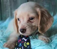 HOTDOG CreamWithBlueEyes, a male Miniature Dachshund for sale in Homer, GA – 2 of 3