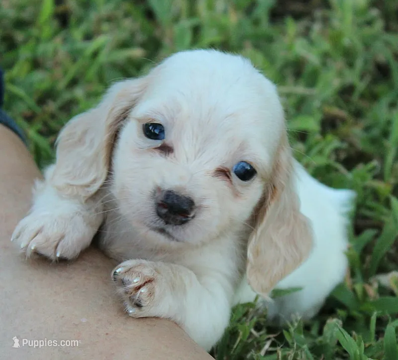 HOTDOG Cream With Speckles – Miniature Dachshund puppy for sale in Homer, GA