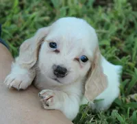 HOTDOG Cream With Speckles, a male Miniature Dachshund for sale in Homer, GA – 1 of 1