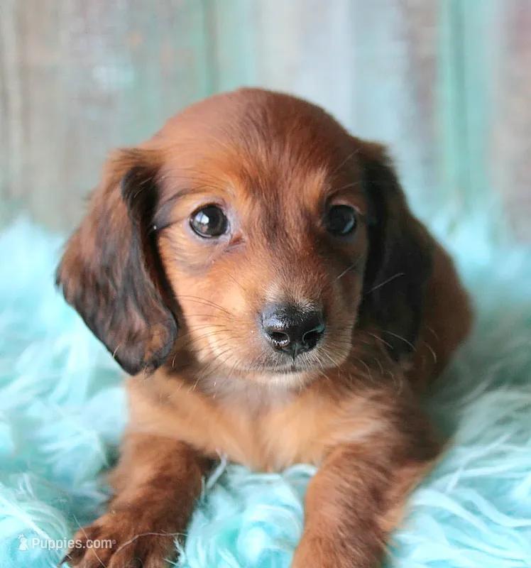 Mickey – Miniature Dachshund puppy for sale in Homer, GA