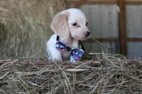 HOTDOG, a male Miniature Dachshund for sale in Homer, GA – 2 of 5