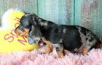 FullOfDreams, a female Miniature Dachshund for sale in Homer, GA – 1 of 5