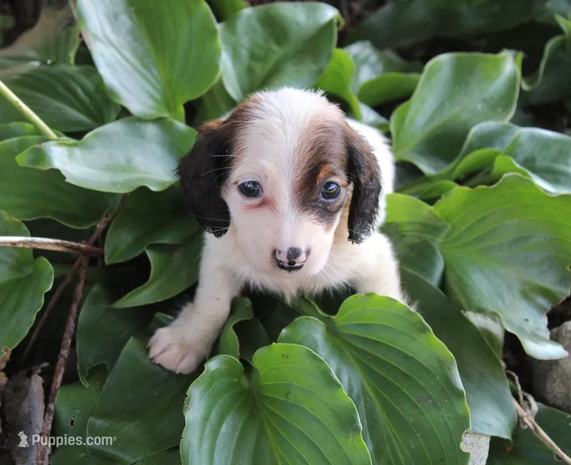 HotDogDance – Miniature Dachshund puppy for sale in Homer, GA