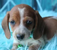 HOTDOG, a male Miniature Dachshund for sale in Homer, GA – Photo 6 of 6