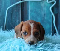 HOTDOG, a male Miniature Dachshund for sale in Homer, GA – Photo 4 of 6