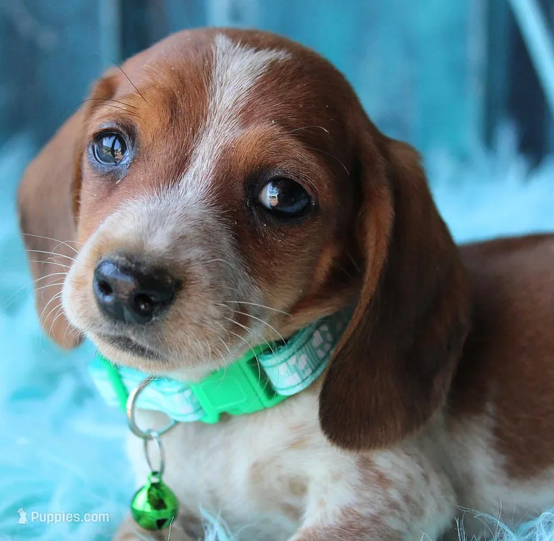 HOTDOG – Miniature Dachshund puppy for sale in Homer, GA