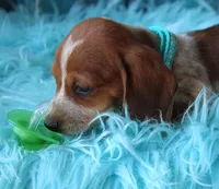 HOTDOG, a male Miniature Dachshund for sale in Homer, GA – Photo 3 of 6