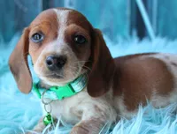 HOTDOG, a male Miniature Dachshund for sale in Homer, GA – Photo 5 of 6