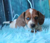 HOT DIGGITY DOG, a male Miniature Dachshund for sale in Homer, GA – Photo 4 of 8