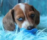 HOT DIGGITY DOG, a male Miniature Dachshund for sale in Homer, GA – Photo 8 of 8