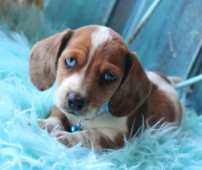 HOT DIGGITY DOG – Miniature Dachshund puppy for sale in Homer, GA