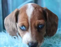 HOT DIGGITY DOG, a male Miniature Dachshund for sale in Homer, GA – Photo 6 of 8