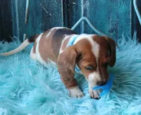 HOT DIGGITY DOG, a male Miniature Dachshund for sale in Homer, GA – Photo 5 of 8