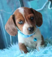 HOT DIGGITY DOG, a male Miniature Dachshund for sale in Homer, GA – Photo 3 of 8