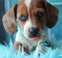 HOT DIGGITY DOG, a male Miniature Dachshund for sale in Homer, GA – Photo 7 of 8