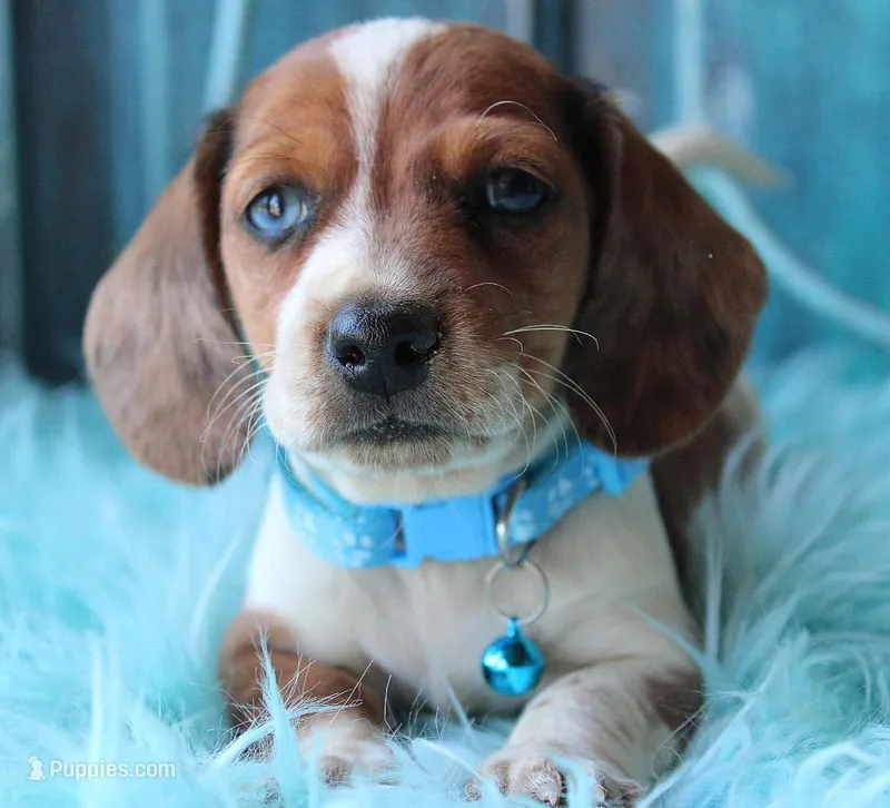 HOT DIGGITY DOG – Miniature Dachshund puppy for sale in Homer, GA