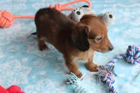 Mickey, a male Miniature Dachshund for sale in Homer, GA – 2 of 2