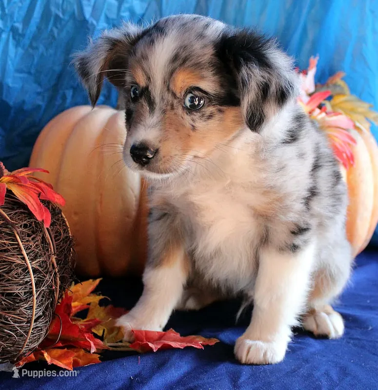 AppleFritter – Australian Shepherd puppy for sale in Homer, GA