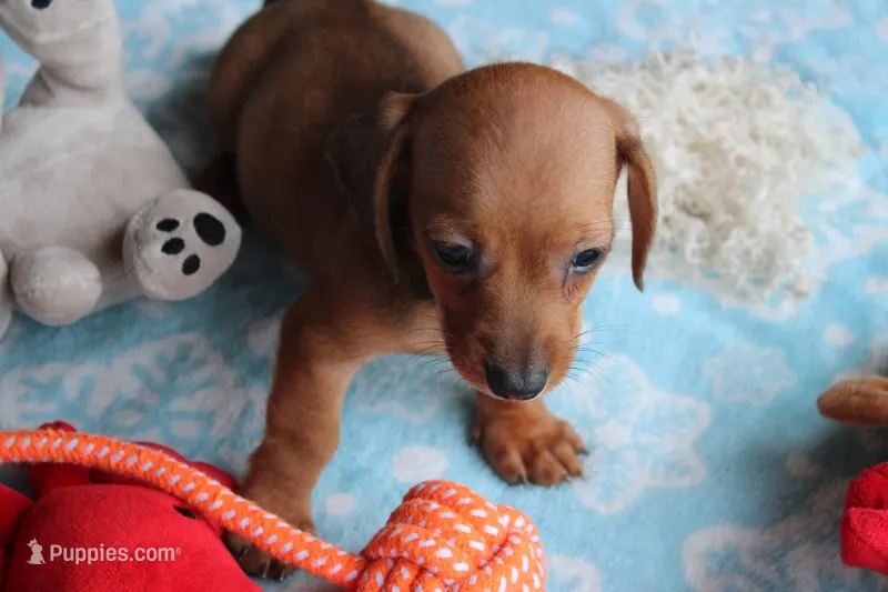 HOT DIGGITY DOG – Miniature Dachshund puppy for sale in Homer, GA