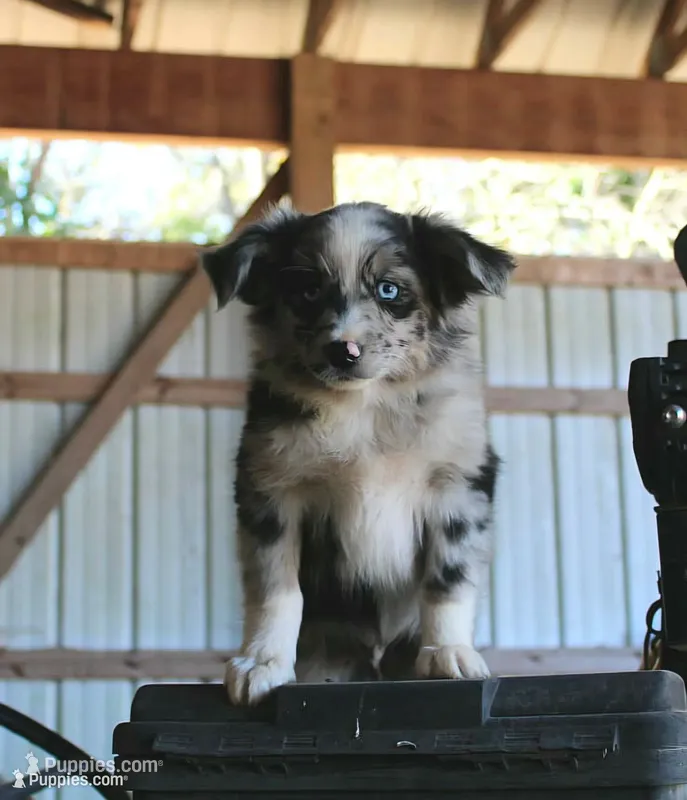 PunkinPie – Australian Shepherd puppy for sale in Homer, GA