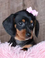 SunShine, a female Miniature Dachshund for sale in Homer, GA – Photo 4 of 6