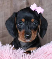 SunShine, a female Miniature Dachshund for sale in Homer, GA – Photo 6 of 6