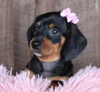 SunShine, a female Miniature Dachshund for sale in Homer, GA – Photo 3 of 6
