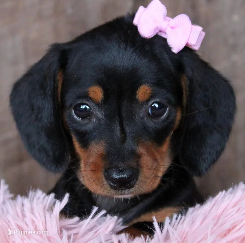 SunShine – Miniature Dachshund puppy for sale in Homer, GA