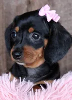 SunShine, a female Miniature Dachshund for sale in Homer, GA – Photo 2 of 6