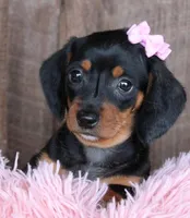 SunShine, a female Miniature Dachshund for sale in Homer, GA – Photo 5 of 6