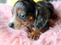 Minnie, a female Miniature Dachshund for sale in Homer, GA – 2 of 3